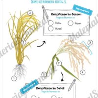 MaterialPaket: Getreide Reis (Vorschau 06)