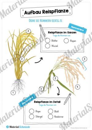 MaterialPaket: Getreide Reis (Vorschau 06)
