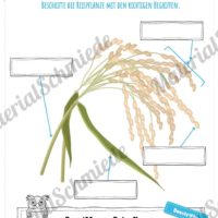 MaterialPaket: Getreide Reis (Vorschau 07)