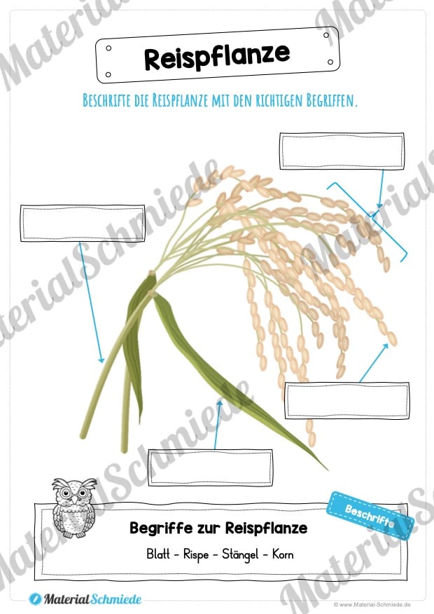MaterialPaket: Getreide Reis (Vorschau 07)