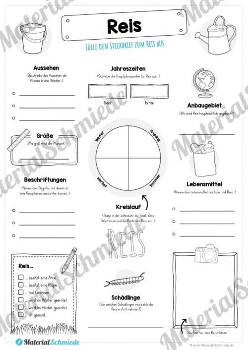 Steckbrief Reis (Vorschau)