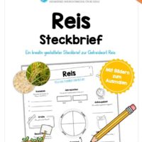 Steckbrief Reis