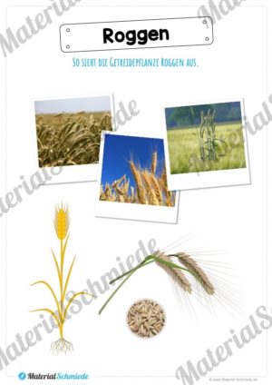MaterialPaket: Getreide Roggen (Vorschau 02)