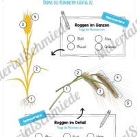 MaterialPaket: Getreide Roggen (Vorschau 06)