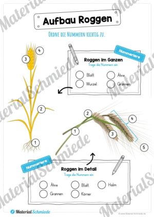 MaterialPaket: Getreide Roggen (Vorschau 06)