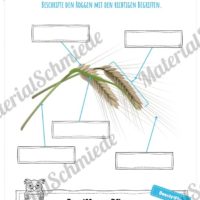 MaterialPaket: Getreide Roggen (Vorschau 07)