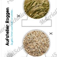 MaterialPaket: Getreide Roggen (Vorschau 09)