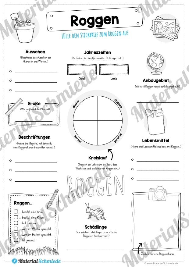 Steckbrief Roggen (Vorschau)