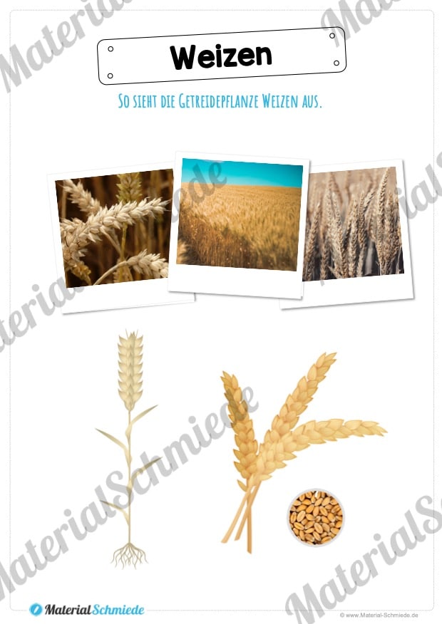 MaterialPaket: Getreide Weizen (Vorschau 02)