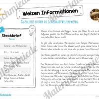 MaterialPaket: Getreide Weizen (Vorschau 05)