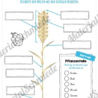 MaterialPaket: Getreide Weizen (Vorschau 07)