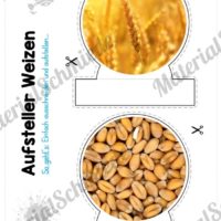 MaterialPaket: Getreide Weizen (Vorschau 08)