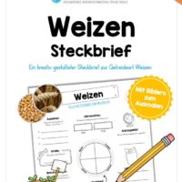 Steckbrief Weizen