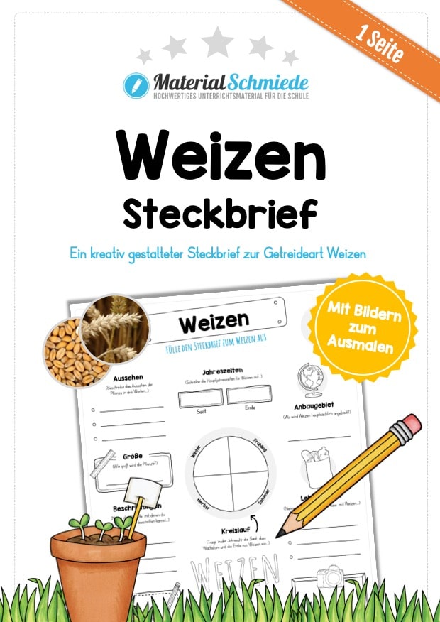 Steckbrief Weizen