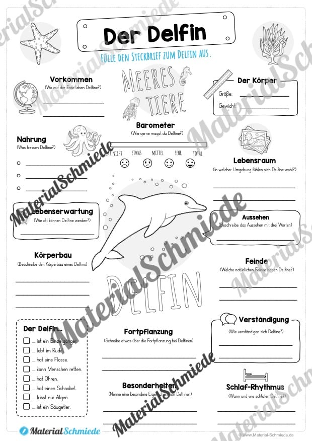 Steckbrief Delfin (Vorschau)