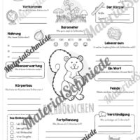 Steckbrief Eichhörnchen (Vorschau)