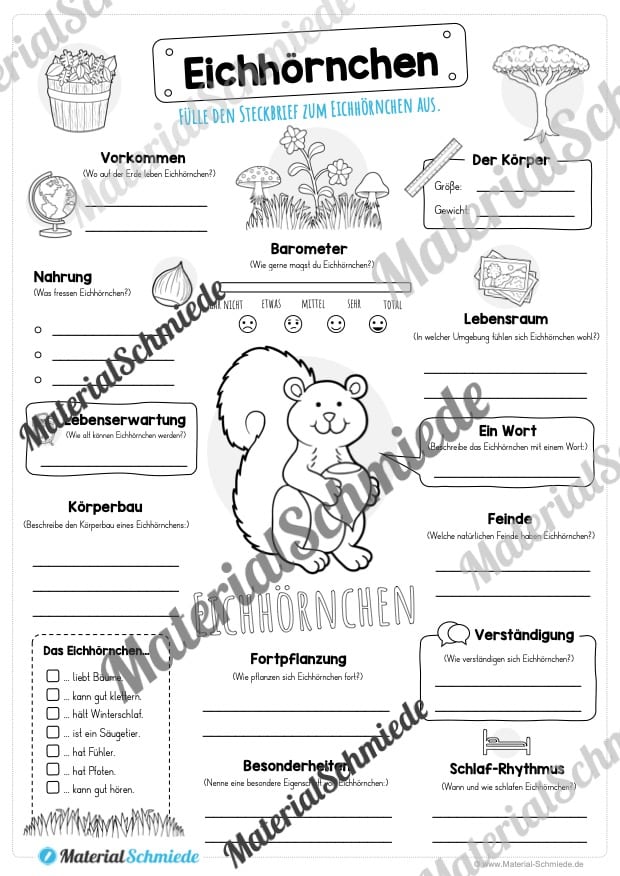 Steckbrief Eichhörnchen (Vorschau)