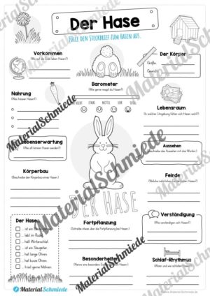 Steckbrief Hase (Vorschau)