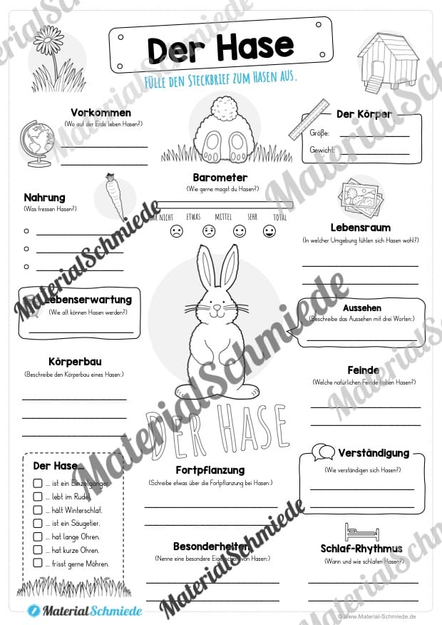 Steckbrief Hase (Vorschau)