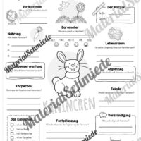 Steckbrief Kaninchen (Vorschau)