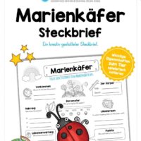 Steckbrief Marienkäfer