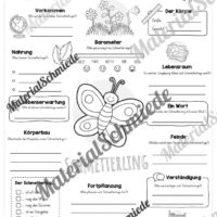 Steckbrief Schmetterling (Vorschau)