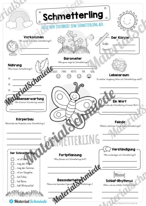 Steckbrief Schmetterling (Vorschau)