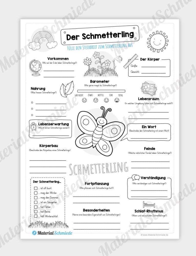 Steckbrief Schmetterling